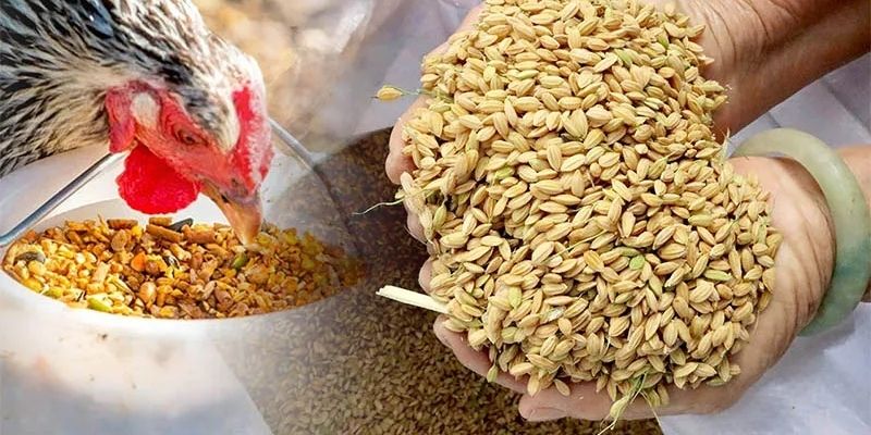 Các loại mồi cung cấp dưỡng chất cần thiết
