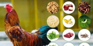 Các Loại Mồi Cho Gà Đá - Chiến Kê Sung Sức Trong Mọi Trận
