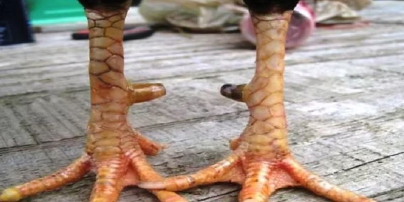 Cách đánh giá vảy dặm ở các đặc điểm hiện nay