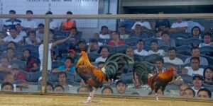 Đá Gà Cựa Dao Philippines - Đấu Trường Sinh Tử Đỉnh Cao