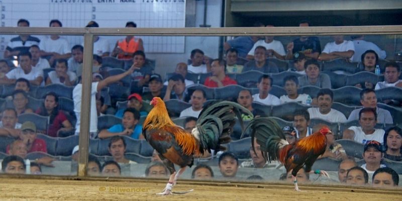 Đá Gà Cựa Dao Philippines - Đấu Trường Sinh Tử Đỉnh Cao