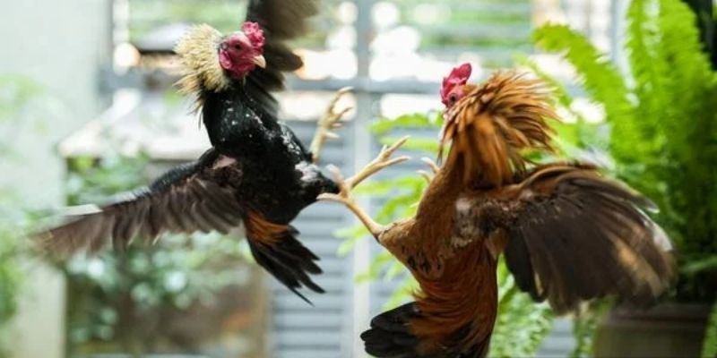 Đá Gà Thomo Cựa Dao - Trải Nghiệm Đẳng Cấp Tại 98WIN