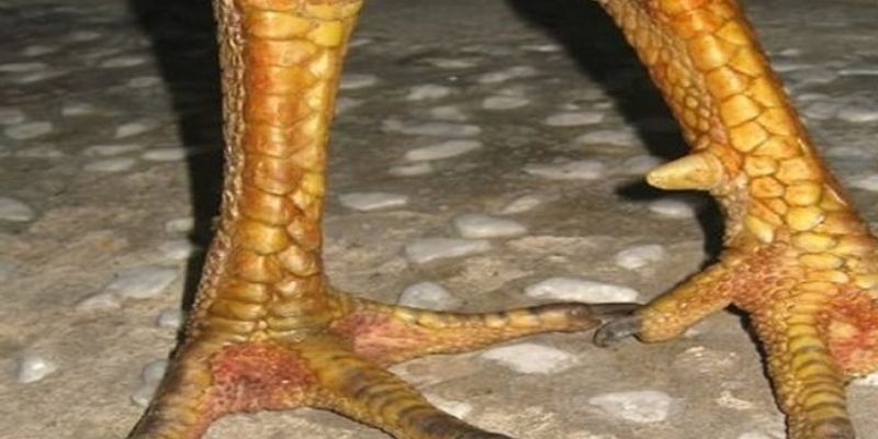 Chú ý giúp tăng tối đa cơ hội thắng cược