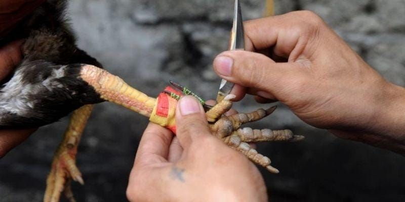 Một vài giống đá gà cựa dao Philippines vượt trội