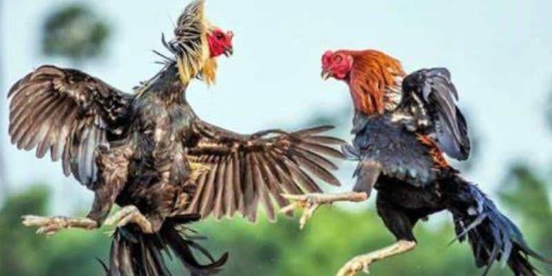 Nắm rõ luật lệ và quy định là yếu tố cần thiết