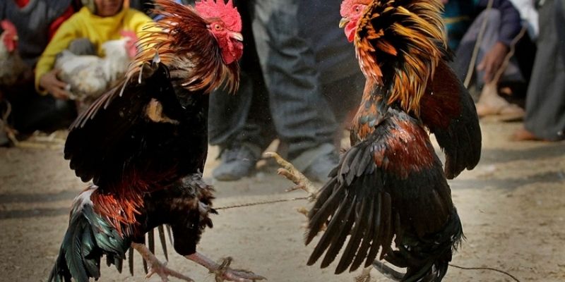 Vảy Dặm Ngón Chúa Là Gì Và Cách Nhận Biết Chiến Kê Tại 98WIN